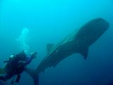 Djibouti - Pinuccio e Doni in immersione con Squalo Balena - 06
